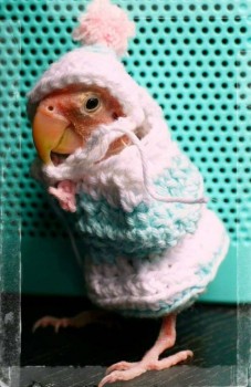 Аватарки. Наши интернет-лица-2 - igor6-03061708314531_13.jpg