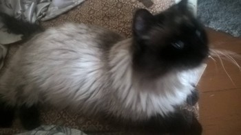 Короткие рассказики - WP_20181223_13_24_50_Pro.jpg