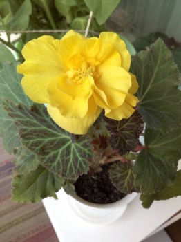 Вот летнее фото.