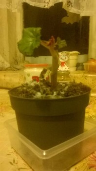 как реанимировать бегонию - WP_20181229_001.jpg