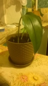 Чем сегодня занимались - WP_20181231_001.jpg