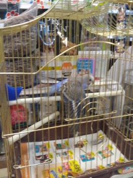 Попугайчики и все о них... - IMG_20190220_175514.jpg