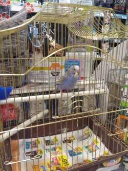 Попугайчики и все о них... - IMG_20190220_175515.jpg