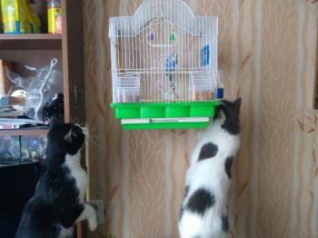 Попугайчики и все о них... - IMG_20190222_131245.jpg