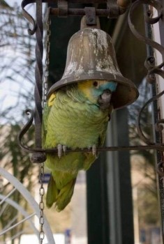 Попугайчики и все о них... - F75E40A3-70BD-41B0-96AD-D743E5F3893C.jpeg