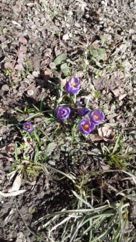 Декоративные садовые растения. - 20190402_124625.jpg