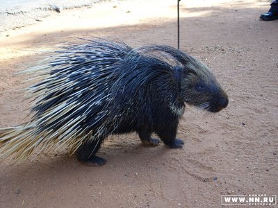 Аватарки. Наши интернет-лица - дикобраз.jpg