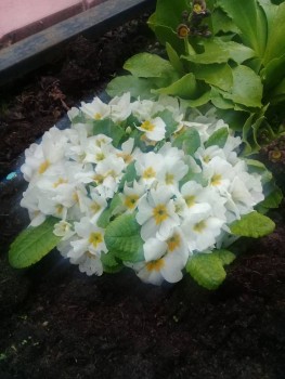 Декоративные садовые растения. - 20190509_092828.jpg