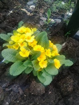 Декоративные садовые растения. - 20190509_092819.jpg