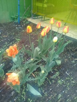 Декоративные садовые растения. - 20190509_092731.jpg