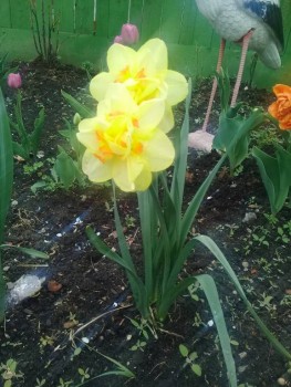 Декоративные садовые растения. - 20190509_092738.jpg