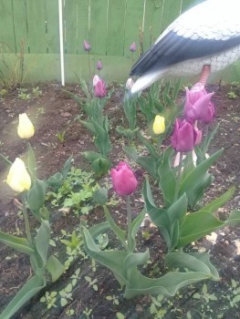 Декоративные садовые растения. - 20190509_092747.jpg