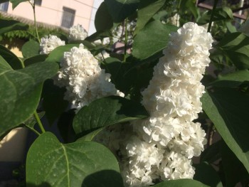 Декоративные садовые растения. - 7C539C8C-4A88-4BF6-B4AB-ED5929B0A415.jpeg