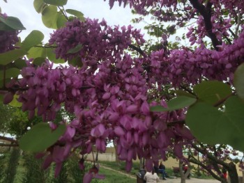 Декоративные садовые растения. - 38EB98CD-BF21-41EB-8612-7607A030C104.jpeg