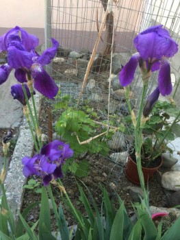 Декоративные садовые растения. - 743228FD-8FEE-47D8-8A4A-76D6E5BADD3F.jpeg