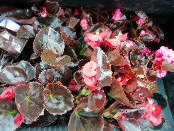 Декоративные садовые растения. - IMG_20190510_121637.jpg