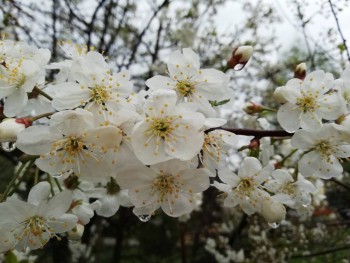 Декоративные садовые растения. - IMG_20190509_190904.jpg