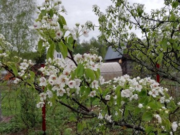 Декоративные садовые растения. - IMG_20190509_190810.jpg