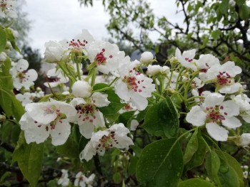 Декоративные садовые растения. - IMG_20190509_190827.jpg