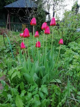 Декоративные садовые растения. - IMG_20190509_190746.jpg