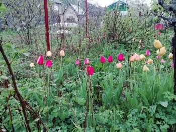 Декоративные садовые растения. - IMG_20190509_190802.jpg