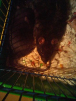 мальчики Дымка и Мышико