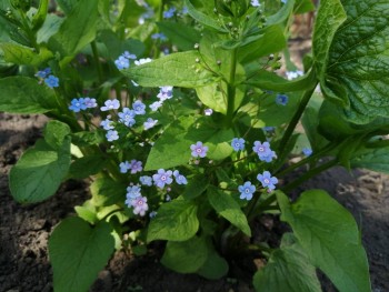 Декоративные садовые растения. - IMG_20190512_132900.jpg