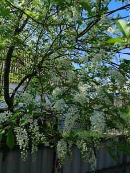 Декоративные садовые растения. - IMG_20190512_133048.jpg