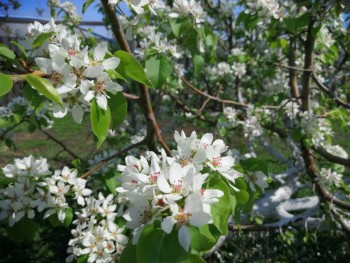 Декоративные садовые растения. - IMG_20190512_133311.jpg