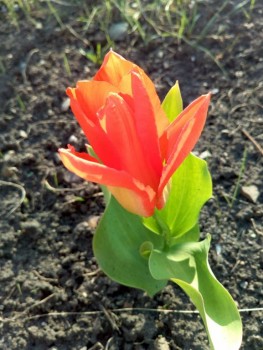 Декоративные садовые растения. - IMG_20190511_175704.jpg