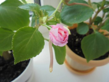 Мои комнатные растения. - DSC04366.JPG