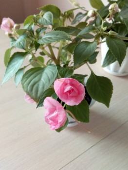 Мои комнатные растения. - z9p0yEZkOtU.jpg