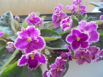 Мои комнатные растения. - DSC04370.JPG