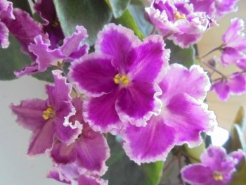 Мои комнатные растения. - DSC04371.JPG