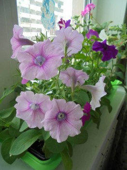 Мои комнатные растения. - DSC04375.JPG