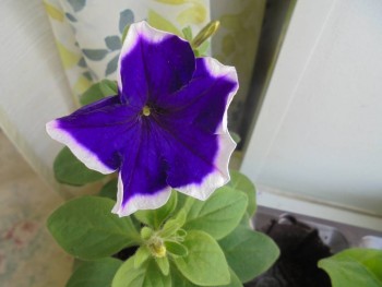 Мои комнатные растения. - DSC04376.JPG