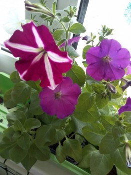 Мои комнатные растения. - nZzuS6XpUd4.jpg