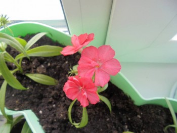 Мои комнатные растения. - DSC04377.JPG