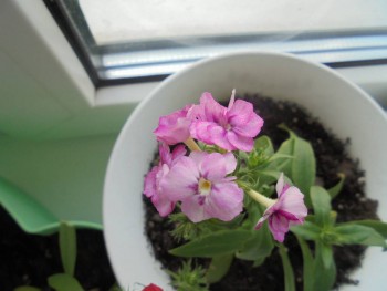 Мои комнатные растения. - DSC04378.JPG