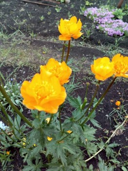 Декоративные садовые растения. - IMG_20190602_091932.jpg