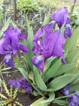 Декоративные садовые растения. - IMG_20190602_092058.jpg