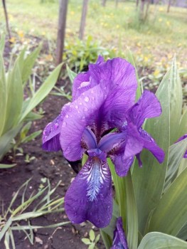 Декоративные садовые растения. - IMG_20190602_092113.jpg