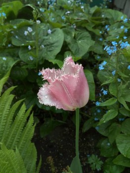 Декоративные садовые растения. - IMG_20190602_091713.jpg