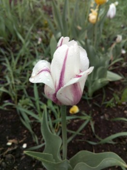 Декоративные садовые растения. - IMG_20190602_091757.jpg