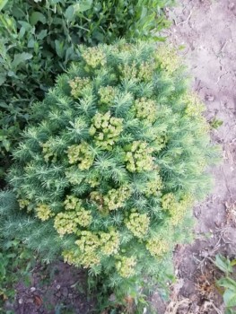 Незнаю названия,но выглядят симпатиШно)