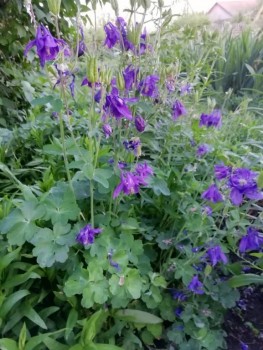 Декоративные садовые растения. - IMG-20190602-WA0012.jpg