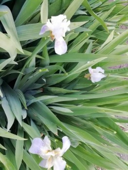 Ирисы уже отошли.