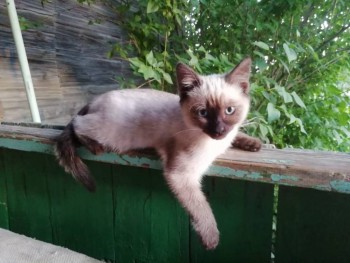 А это главный ценитель и топтун цветочных клумб и кустов у свекрови,сынуля нашей Астры.