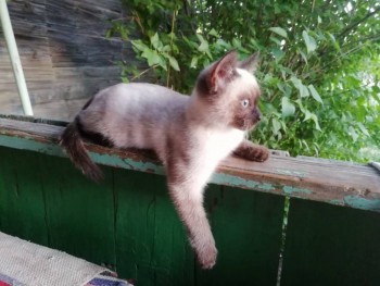 Декоративные садовые растения. - IMG-20190602-WA0014.jpg