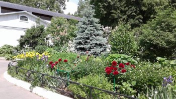 Декоративные садовые растения. - 20190530_131759.jpg